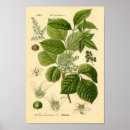 Buscar plantas venenosas posters Botánico