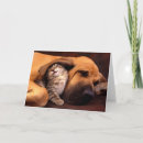 Buscar compinches tarjetas Gato