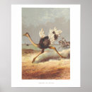 Buscar avestruz posters Ilustracion