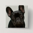 Buscar perrito lindo chapas Bulldog francés