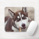 Buscar siberian husky alfombrillas de raton Perro de nieve