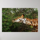 Buscar pardalis Animales