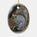 Buscar carolinensis Gris