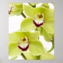 Buscar orquídeas verdes posters Flor
