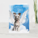 Buscar china mascotas General y unisex