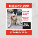 Buscar perdido flyers Perro
