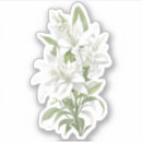 Buscar lirio blanco pegatinas Acuarela