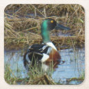 Buscar pato cuchara Patos
