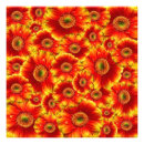 Buscar gerber fotografía Gerbera