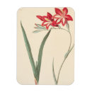 Buscar margaret imanes Francés