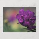 Buscar profundidad postales Flor