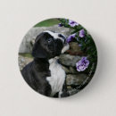 Buscar boxeador chapas Fotógrafo canino