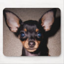 Buscar pinscher alfombrillas de raton Perrito
