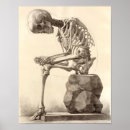 Buscar dibujos anatómicos posters Médico