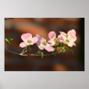 Buscar dogma fotografía Rosa
