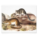 Buscar dibujo pintura posters Mamífero