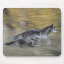 Buscar lobo negro alfombrillas de raton Fauna