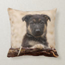 Buscar pastor alemán lindo cojines Bebé