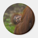 Buscar borneo imanes Adorable