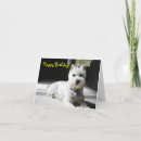 Buscar schnauzer blanco tarjetas Lindo