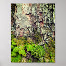 Buscar natur posters Bosque