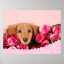 Buscar dachshund lindo posters Doxie
