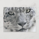 Buscar leopardo blanco postales Salvaje