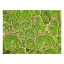 Buscar vida vegetal posters Medio ambiente