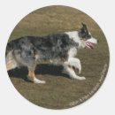 Buscar border collie pegatinas Perro