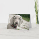 Buscar lengua tarjetas Perro