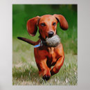 Buscar visera posters Dachshund