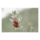 Buscar ladybugs fotografía Pájaro