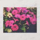 Buscar petunias postales Rosa
