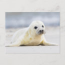 Buscar amor animal postales Naturaleza