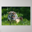 Buscar cara tigre posters 9 º gata