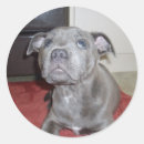 Buscar bull terrier pegatinas Cachorro