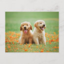 Buscar golden retriever postales Adorable