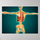 Buscar anatomía posterior posters Ilustraciones biomédicos