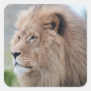 Buscar león majestuoso pegatinas Regal