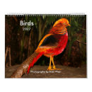 Buscar pájaros calendarios Pavo real