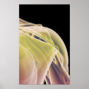 Buscar músculo humano posters Médico