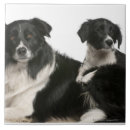 Buscar perro del collie azulejos Negro