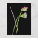 Buscar símbolos budistas postales Loto