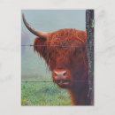Buscar imágenes animales lindas postales Animales de granja