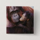 Buscar comportamiento animal pins Fauna
