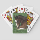 Buscar warmblood Potro