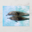 Buscar animales del océano postales Delfines