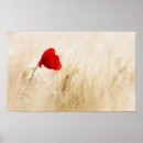 Buscar amapolas posters Floral