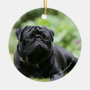 Buscar carlino adornos Negro