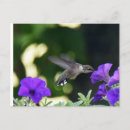 Buscar hummingbird postales Naturaleza
